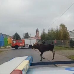 Łoś na spacerze po Staroźrebach Fot. Policja