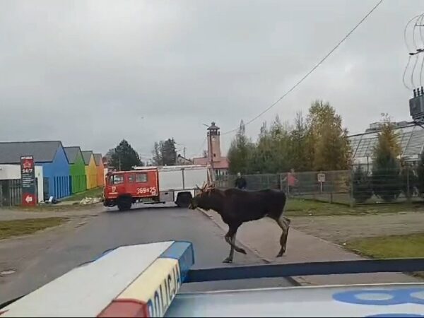 Łoś na spacerze po Staroźrebach Fot. Policja